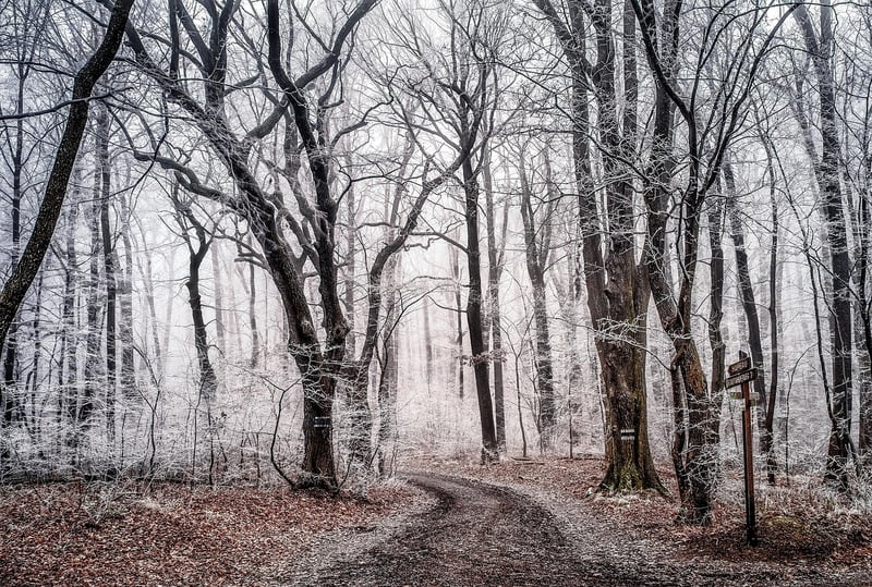 Enchanted Creatures